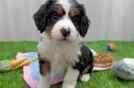 Mini Bernedoodle Pup Being Cute