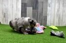 Meet Gambit - our Mini Aussie Puppy Video