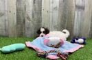 Little Havadoodle Poodle Mix Puppy
