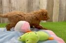 Friendly Cavapoo Baby