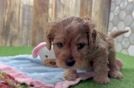 Cavapoo Puppy for Adoption