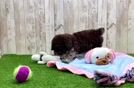 Poodle Puppy for Adoption