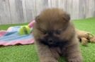 Pomeranian Pup Being Cute