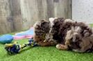 Poodle Pup Being Cute