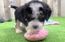 Mini Bernedoodle Pup Being Cute