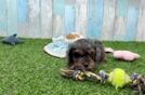 Cavapoo Pup Being Cute
