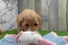 Hypoallergenic Mini Goldiepoo Poodle Mix Puppy