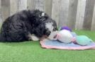 Playful Mini Berniedoodle Poodle Mix Puppy