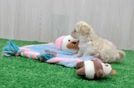 Meet Oatly - our Maltipoo Puppy Video
