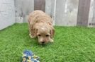 Cavapoo Pup Being Cute