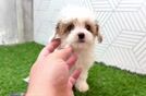 Cute Cavalier King Charles Spaniel and Poodle Mix Poodle Mix Puppy