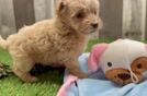 Meet Carmen - our Maltipoo Puppy Video