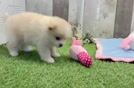 Meet Fantasia - our Pomeranian Puppy Video