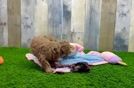 Meet King - our Poodle Puppy Video