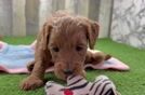 Mini Goldendoodle Pup Being Cute