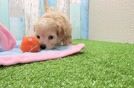 Maltipoo Pup Being Cute