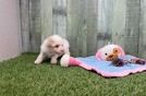 Poodle Puppy for Adoption
