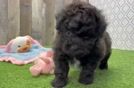 Petite Havapoo Poodle Mix Pup