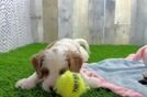 Playful Cavapoodle Poodle Mix Puppy