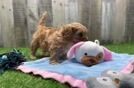 Funny Cavapoo Poodle Mix Pup