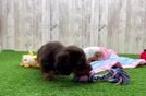 Cute Doxie Purebred Puppy