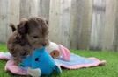 Energetic Shih Poo Poodle Mix Puppy