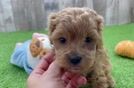 Happy Cavapoo Baby