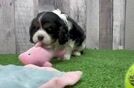 Cavalier King Charles Spaniel Pup Being Cute