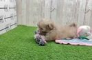 Small Shih Poo Baby