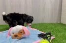 Mini Bernedoodle Puppy for Adoption