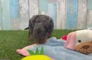 Meet Jewel - our Cavapoo Puppy Video
