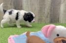 Cavapoo Pup Being Cute