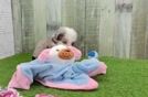 Best Mini Aussiedoodle Baby