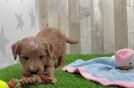Mini Goldendoodle Puppy for Adoption