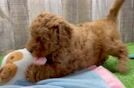 Hypoallergenic Mini Goldiepoo Poodle Mix Puppy