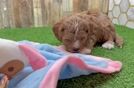 Cavapoo Pup Being Cute
