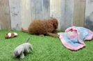 Meet Yara - our Cavapoo Puppy Video