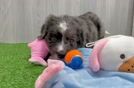 Fluffy Mini Bernedoodle Poodle Mix Pup