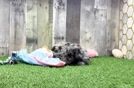 Akc Registered Poodle Baby