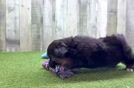 Meet Bandit - our Aussiechon Puppy Video