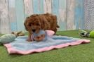 Playful Cavapoodle Poodle Mix Puppy