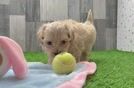 Maltipoo Pup Being Cute