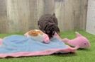 Hypoallergenic Poodle Baby