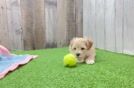 Friendly Maltipoo Baby