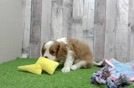 Cavalier King Charles Spaniel Pup Being Cute