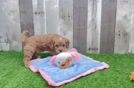 Cavapoo Puppy for Adoption