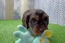 Friendly Cockapoo Baby