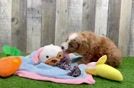 Happy Cavapoo Baby