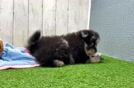 Meet Tristan - our Pomeranian Puppy Video