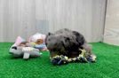 Meet Kara - our Maltipoo Puppy Video